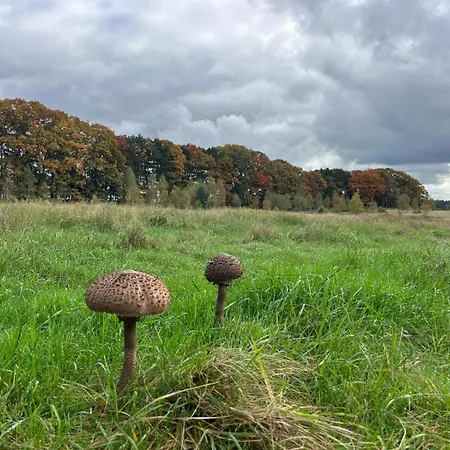 De Boomklever, Vrijstaand En Midden In Het Bos Aan De Heide! * Elspeet