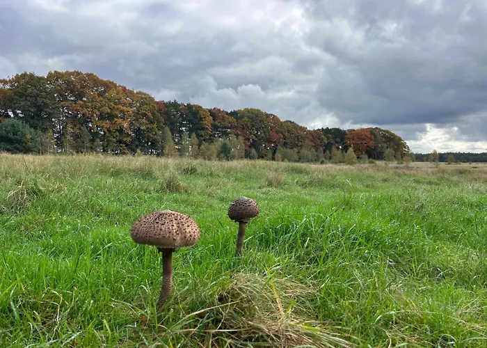 De Boomklever, Vrijstaand En Midden In Het Bos Aan De Heide! * Elspeet
